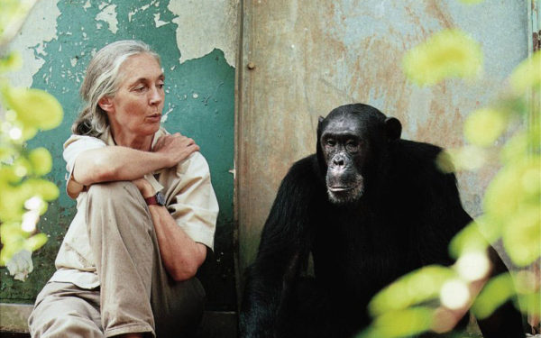 jane goodall YWVA Montreal Chimpanzee